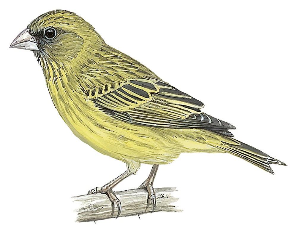 Papyrus Canary / Crithagra koliensis