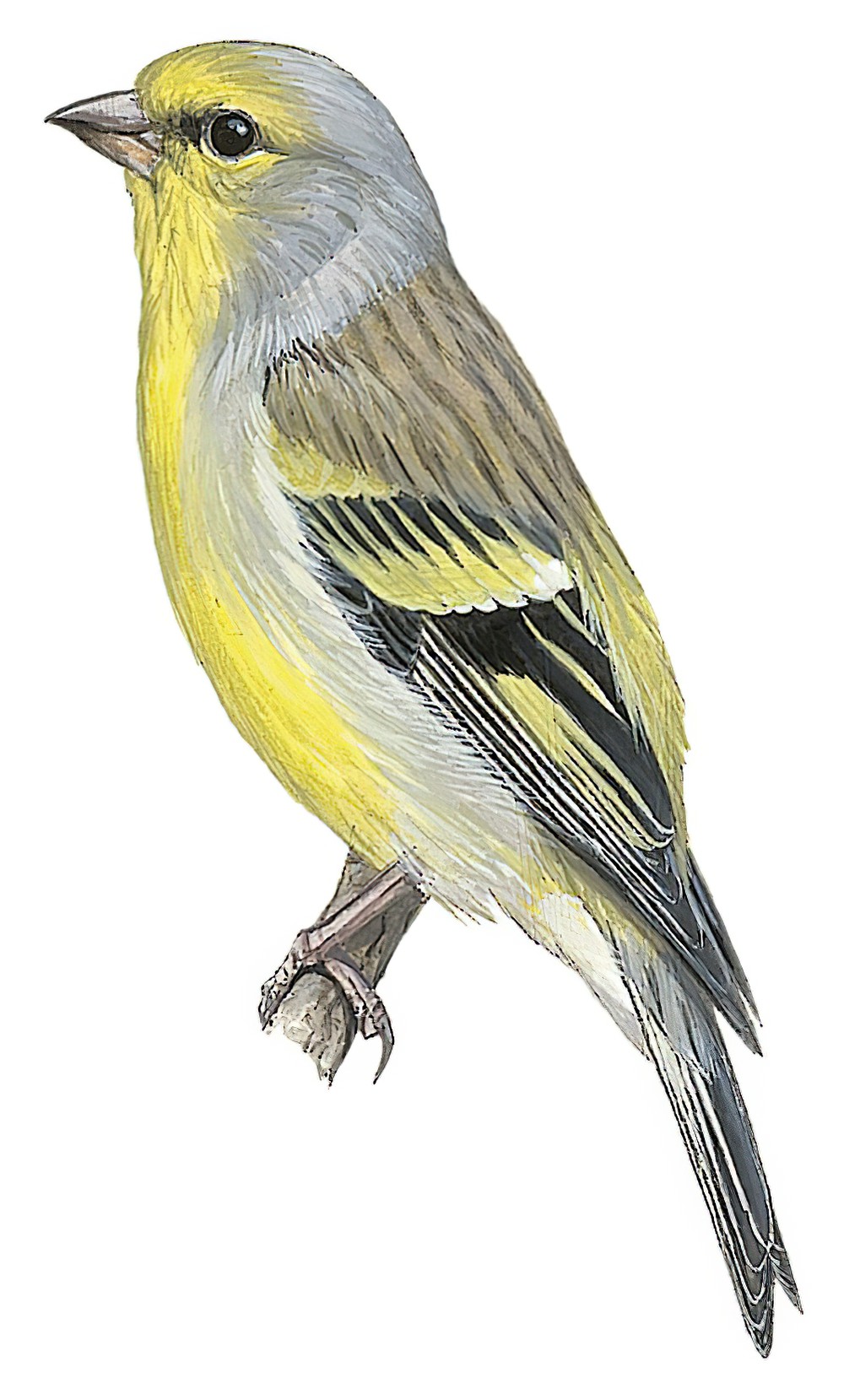 Corsican Finch / Carduelis corsicana