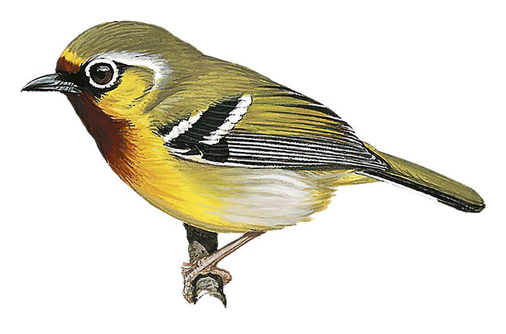 Trilling Shrike-Babbler / Pteruthius aenobarbus