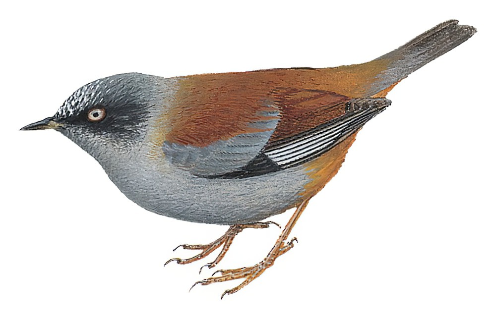 Maroon-backed Accentor / Prunella immaculata
