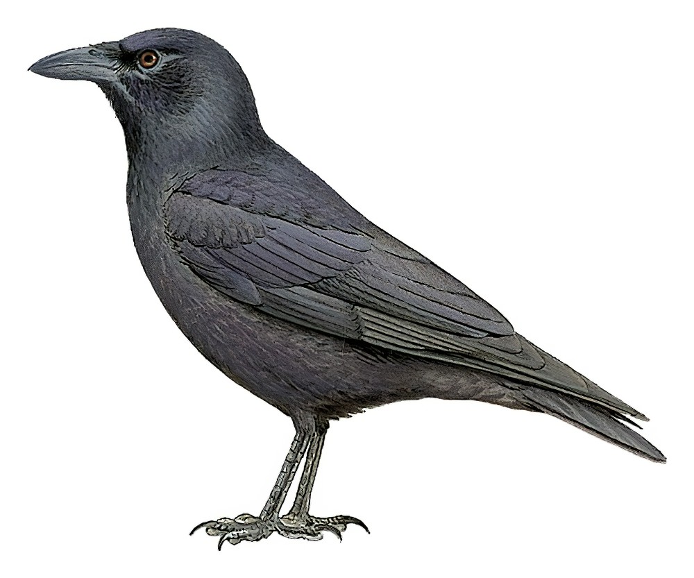 Jamaican Crow / Corvus jamaicensis