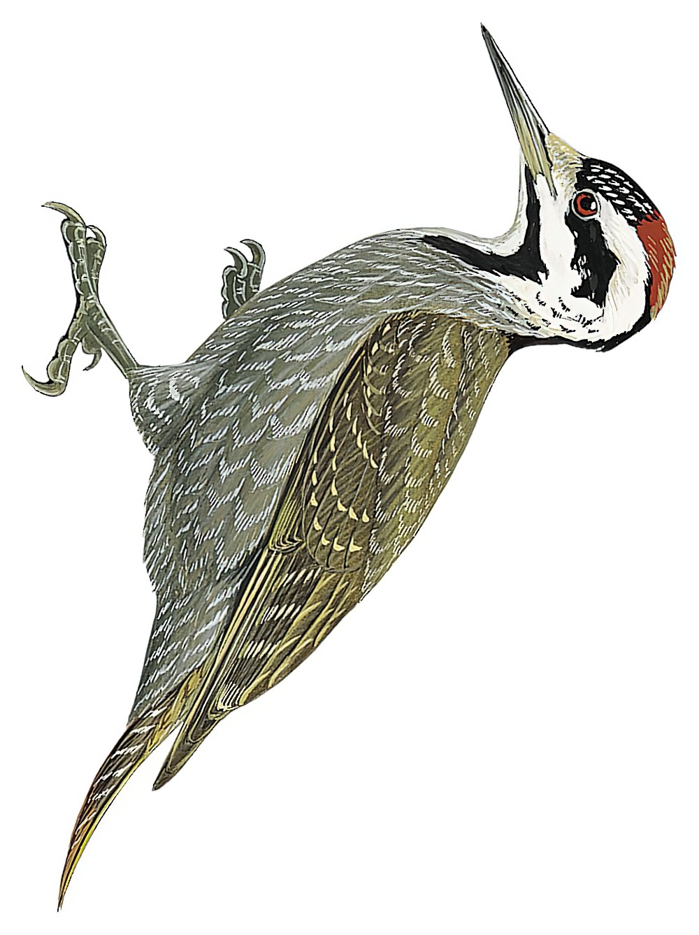 Bearded Woodpecker / Chloropicus namaquus
