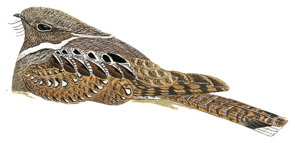 Eared Poorwill / Nyctiphrynus mcleodii