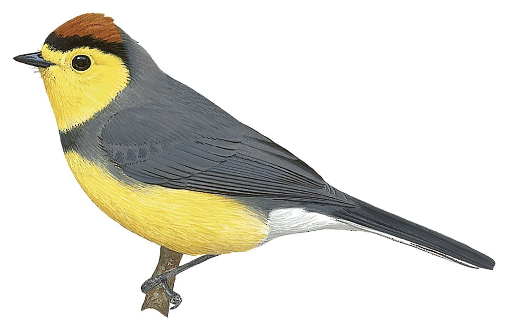 Collared Redstart / Myioborus torquatus