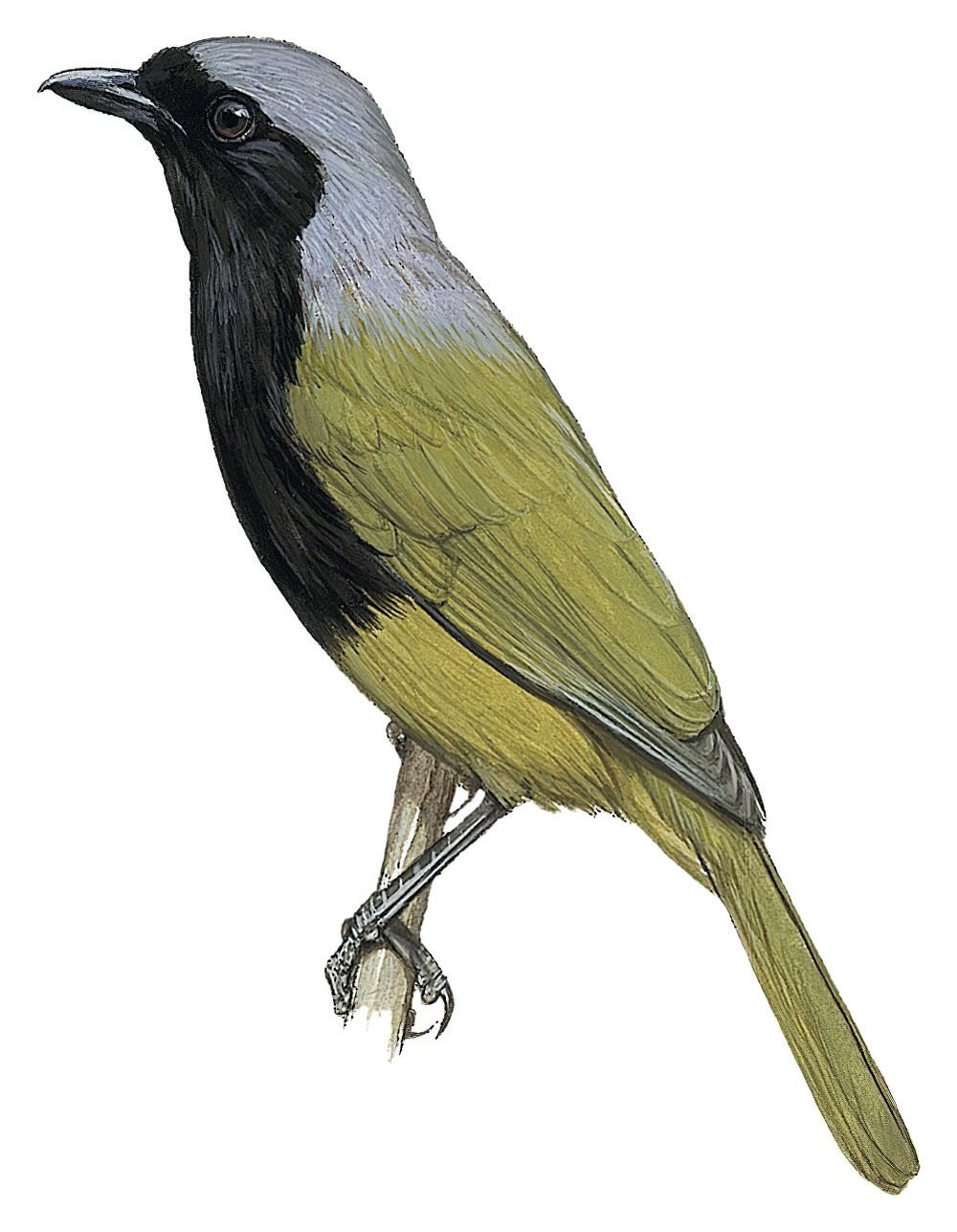 Black-fronted Bushshrike / Telophorus nigrifrons