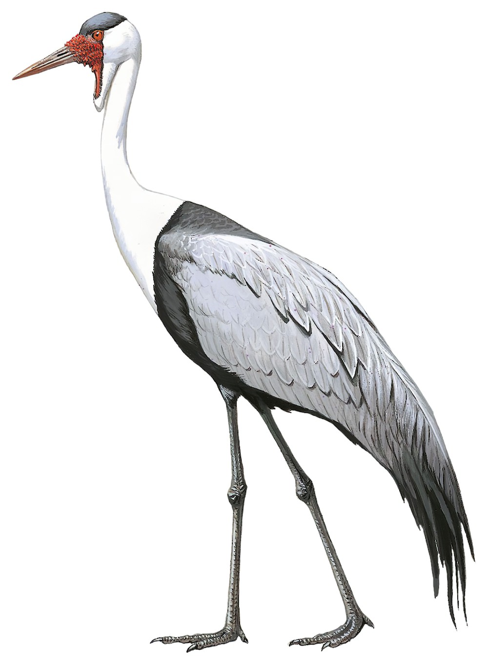 Wattled Crane / Bugeranus carunculatus