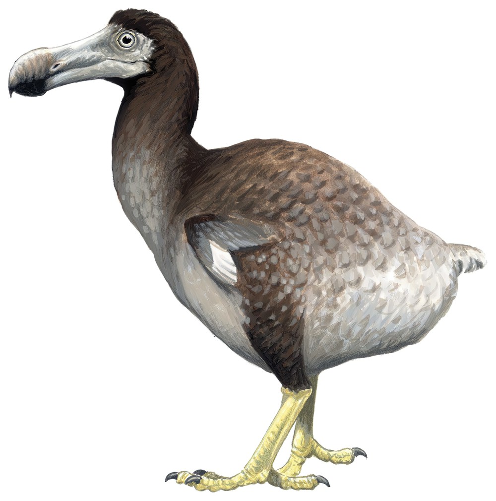 Dodo / Raphus cucullatus