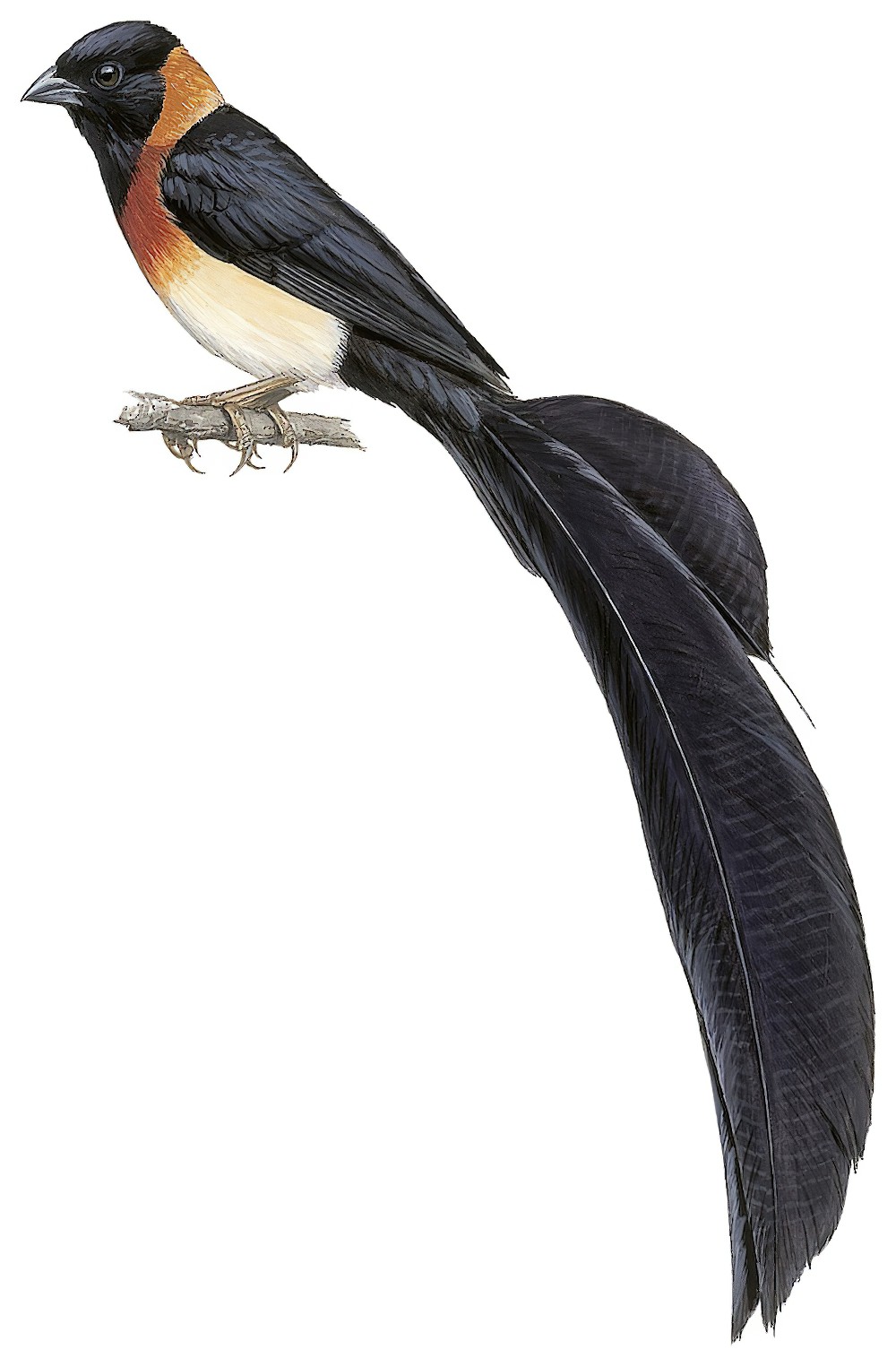 Broad-tailed Paradise-Whydah / Vidua obtusa