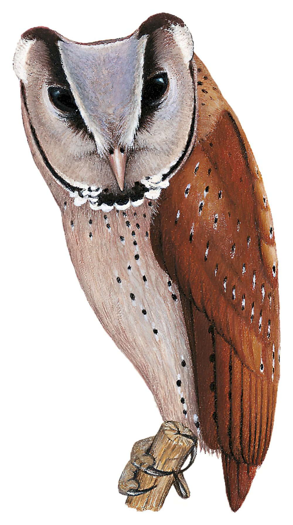 Oriental Bay-Owl / Phodilus badius