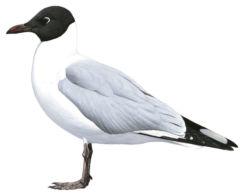 Andean Gull / Chroicocephalus serranus
