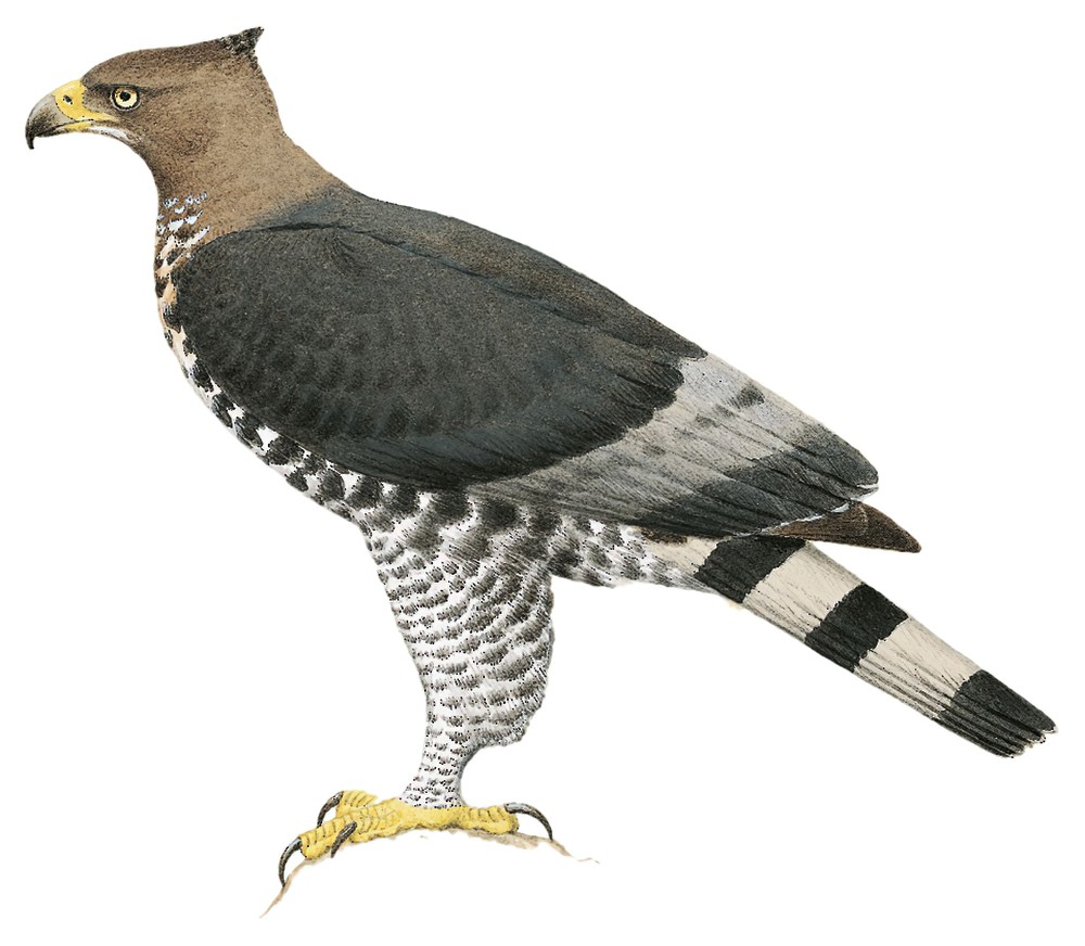 Crowned Eagle / Stephanoaetus coronatus