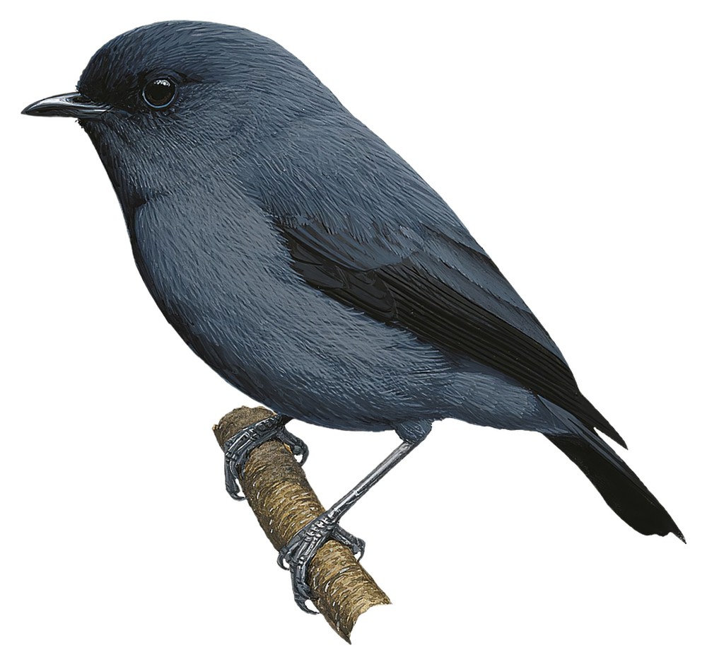 Blue-gray Robin / Peneothello cyanus