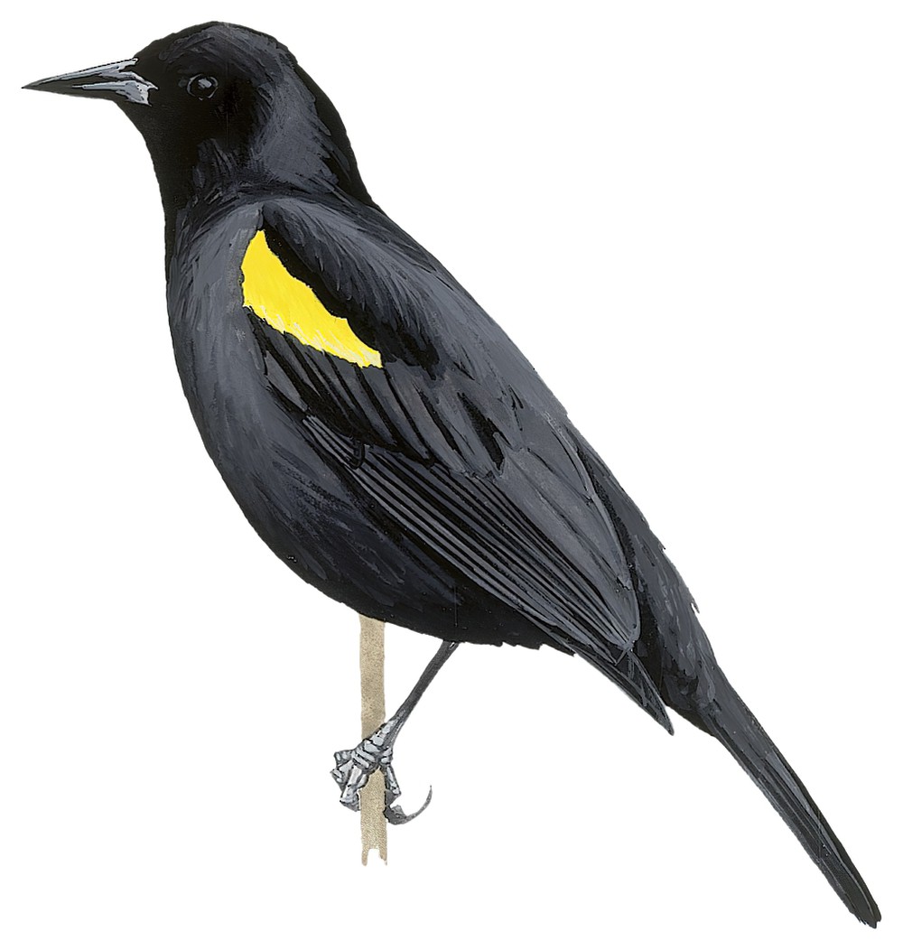 Yellow-shouldered Blackbird / Agelaius xanthomus