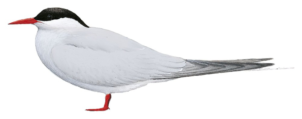 Arctic Tern / Sterna paradisaea