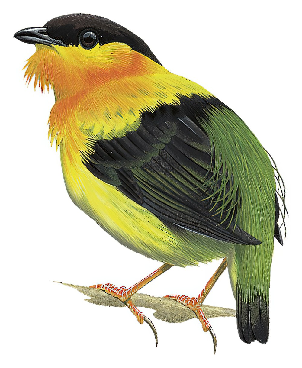 Orange-collared Manakin / Manacus aurantiacus