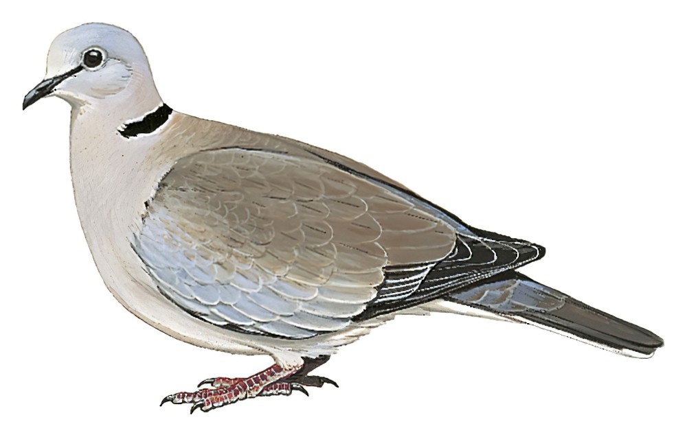 Ring-necked Dove / Streptopelia capicola