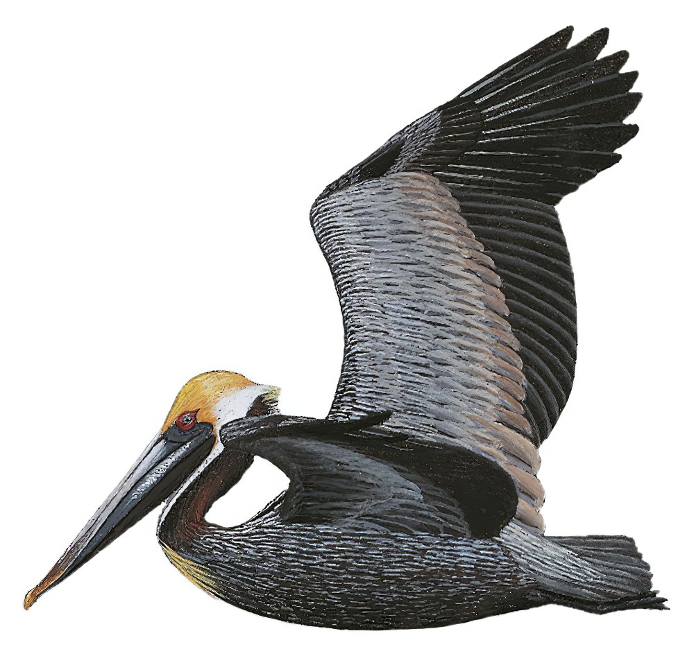 Brown Pelican / Pelecanus occidentalis