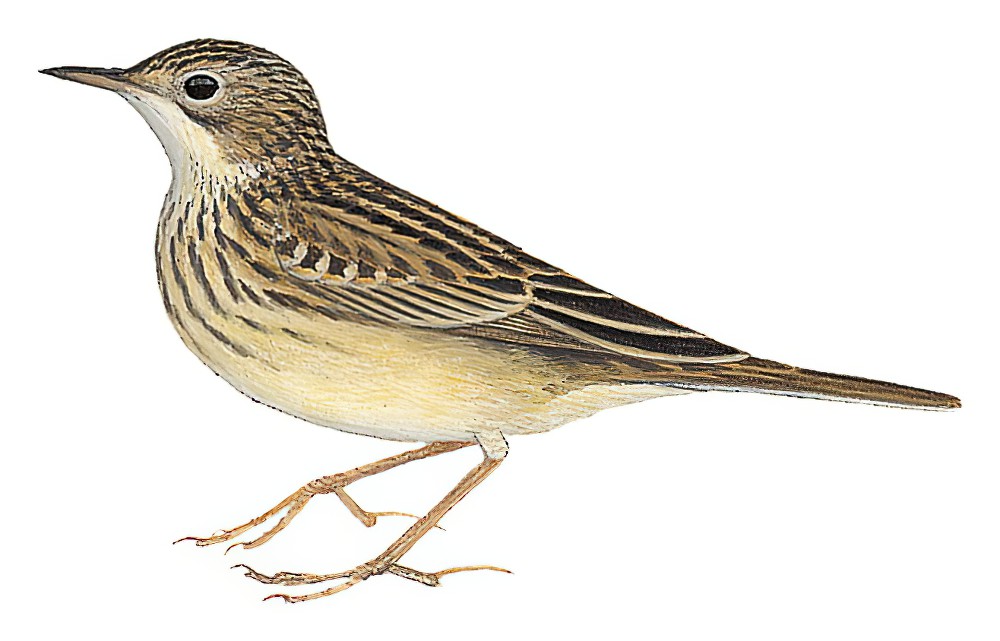 Yellowish Pipit / Anthus lutescens