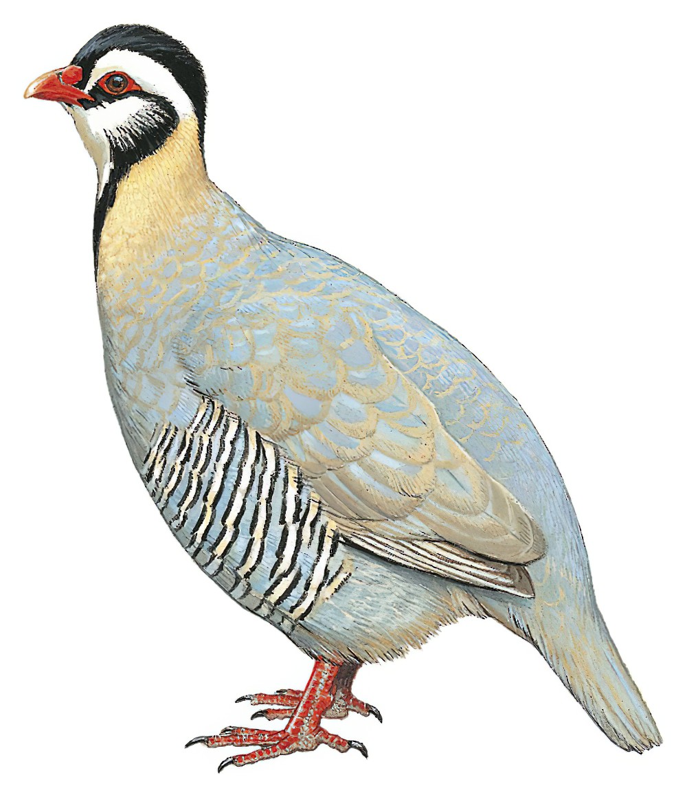 Arabian Partridge / Alectoris melanocephala