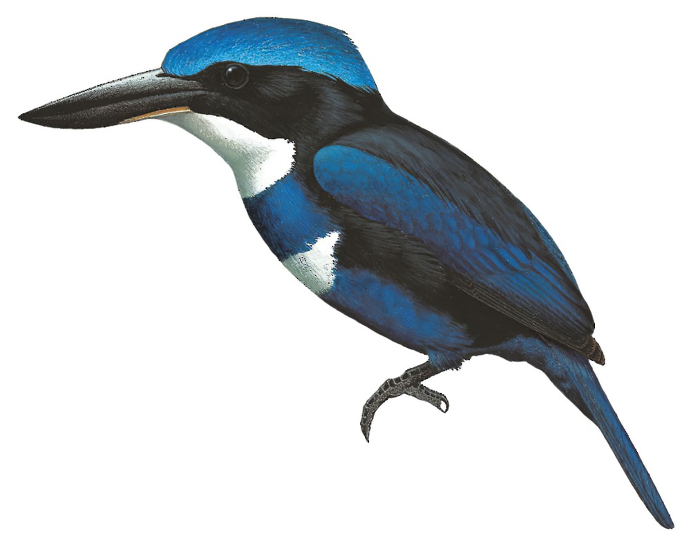 Blue-black Kingfisher / Todiramphus nigrocyaneus