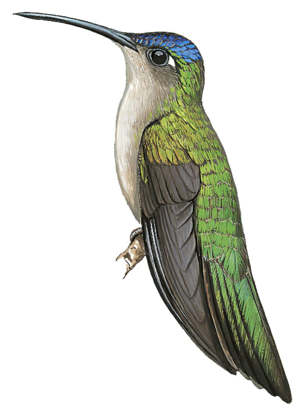 Wedge-tailed Sabrewing / Campylopterus curvipennis