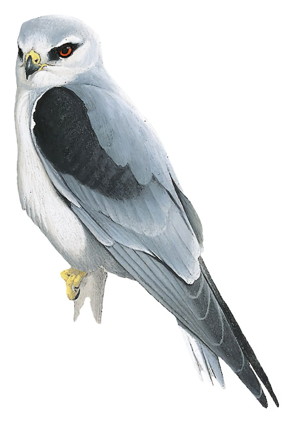Black-winged Kite / Elanus caeruleus