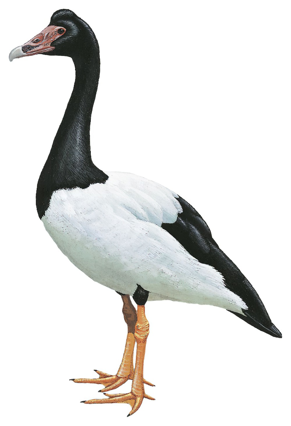 Magpie Goose / Anseranas semipalmata