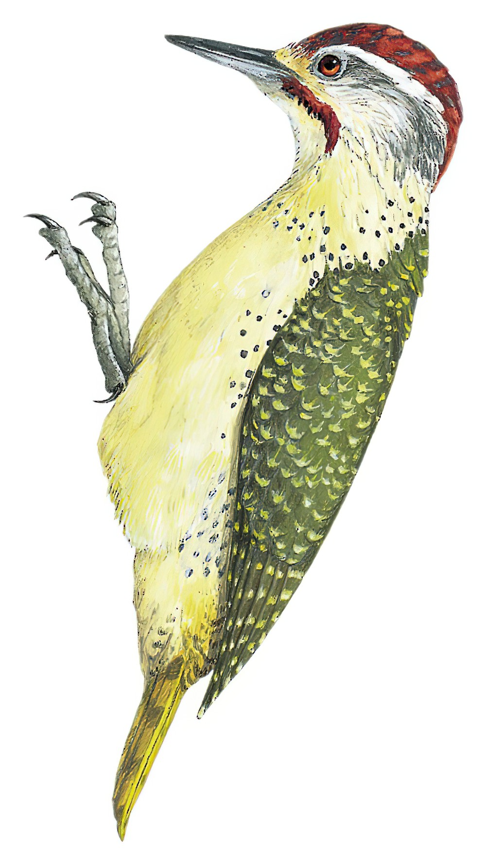 Fine-spotted Woodpecker / Campethera punctuligera