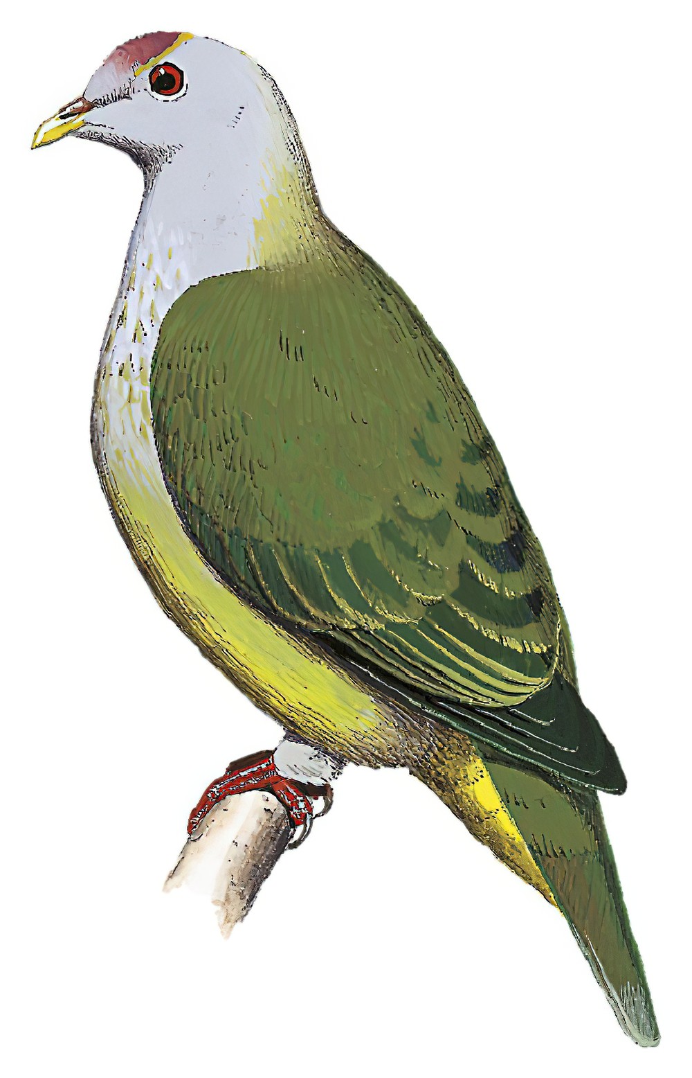 Atoll Fruit-Dove / Ptilinopus coralensis