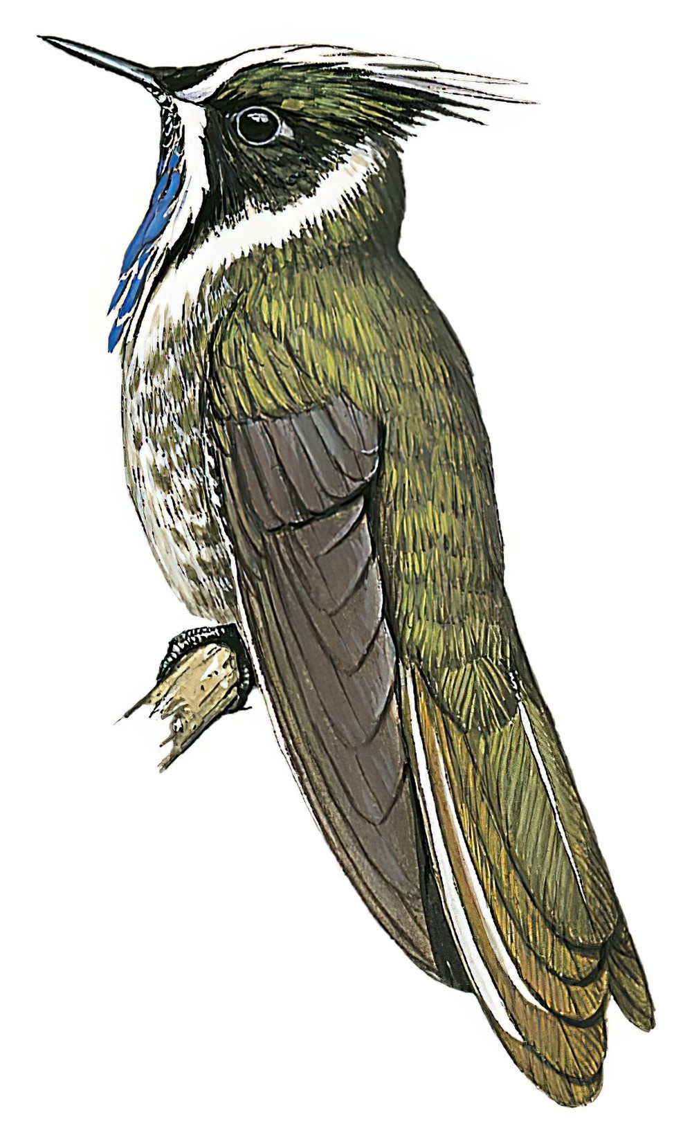 Blue-bearded Helmetcrest / Oxypogon cyanolaemus
