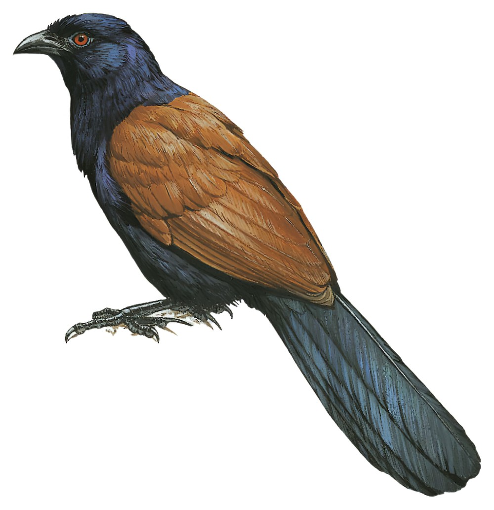 Greater Coucal / Centropus sinensis