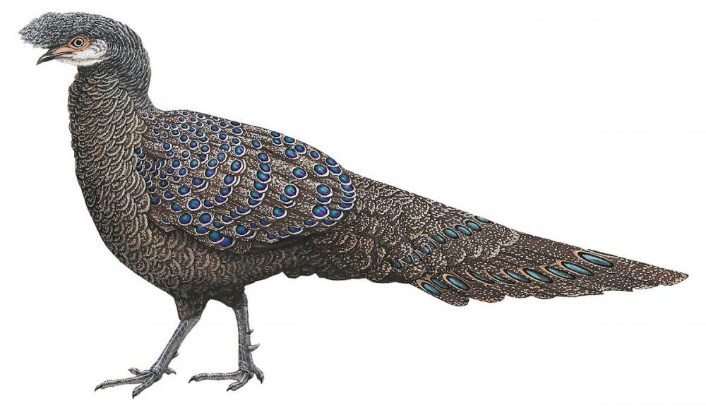 Gray Peacock-Pheasant / Polyplectron bicalcaratum