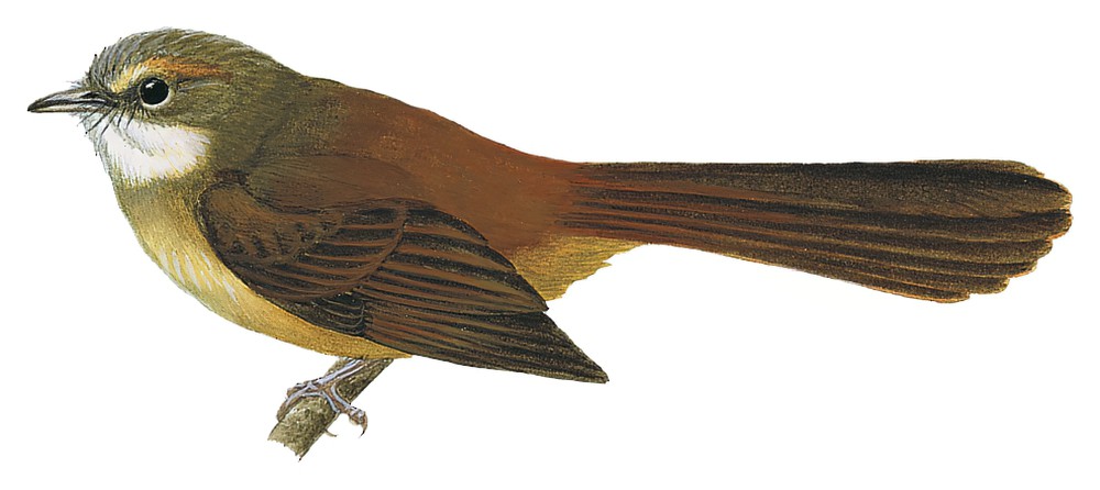 Long-tailed Fantail / Rhipidura opistherythra