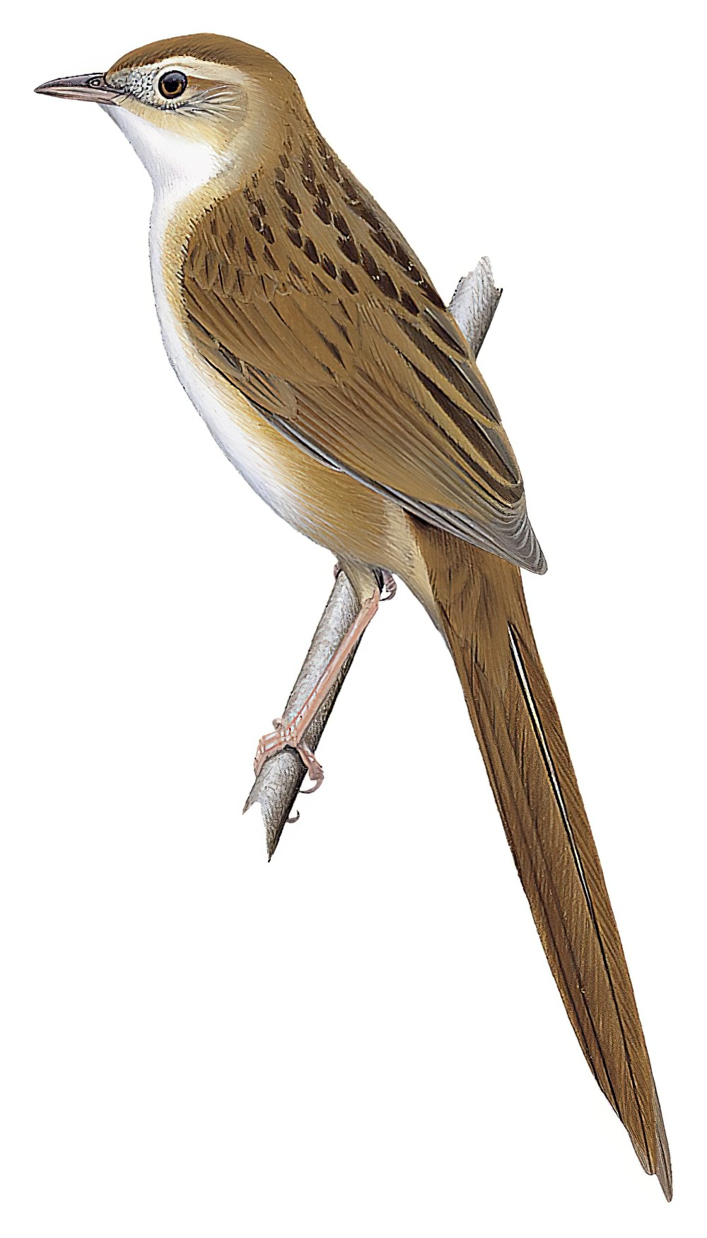Tawny Grassbird / Cincloramphus timoriensis