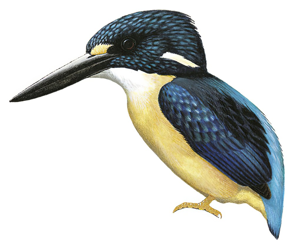 North Solomons Dwarf-Kingfisher / Ceyx meeki