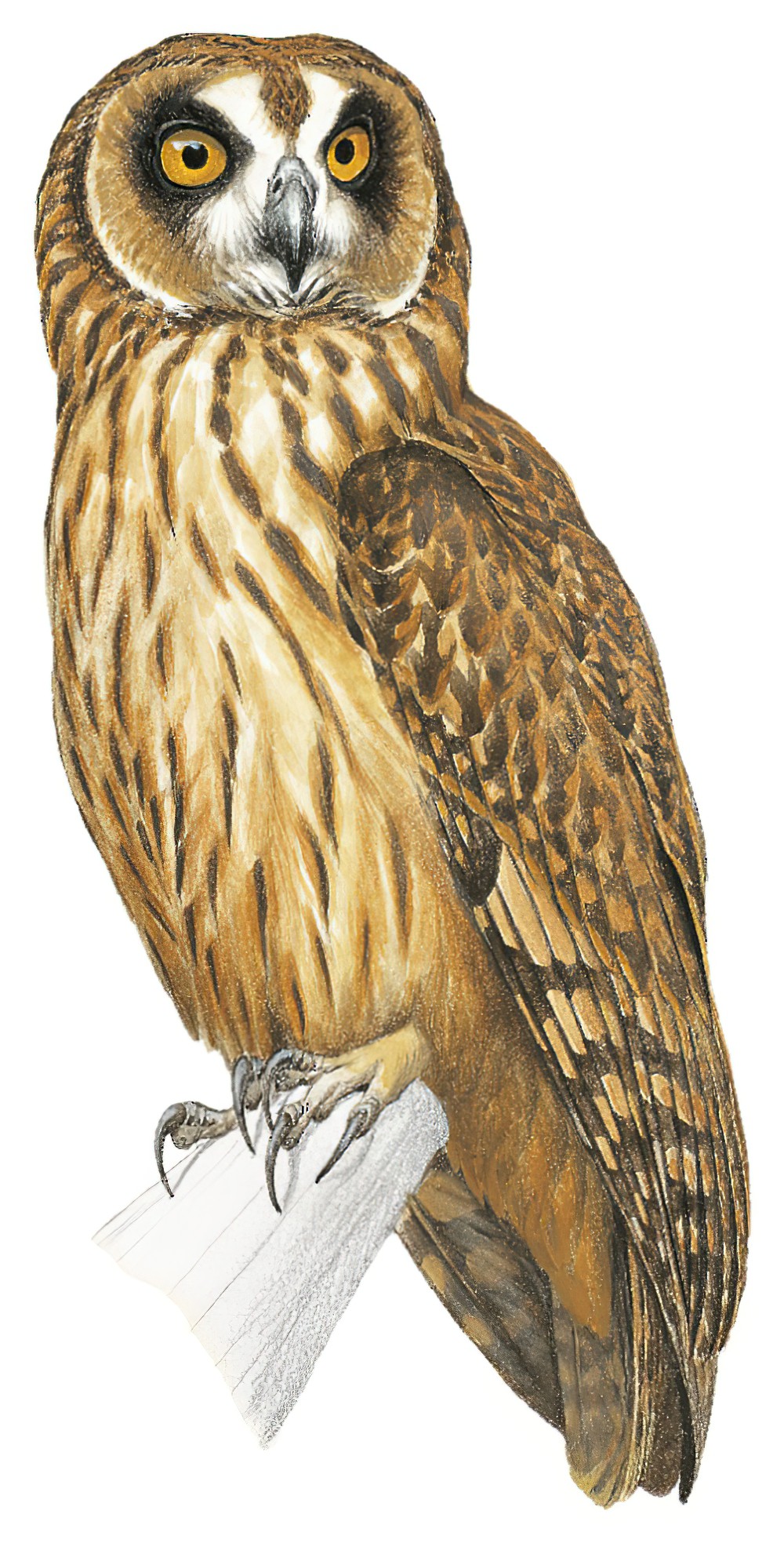 Fearful Owl / Nesasio solomonensis