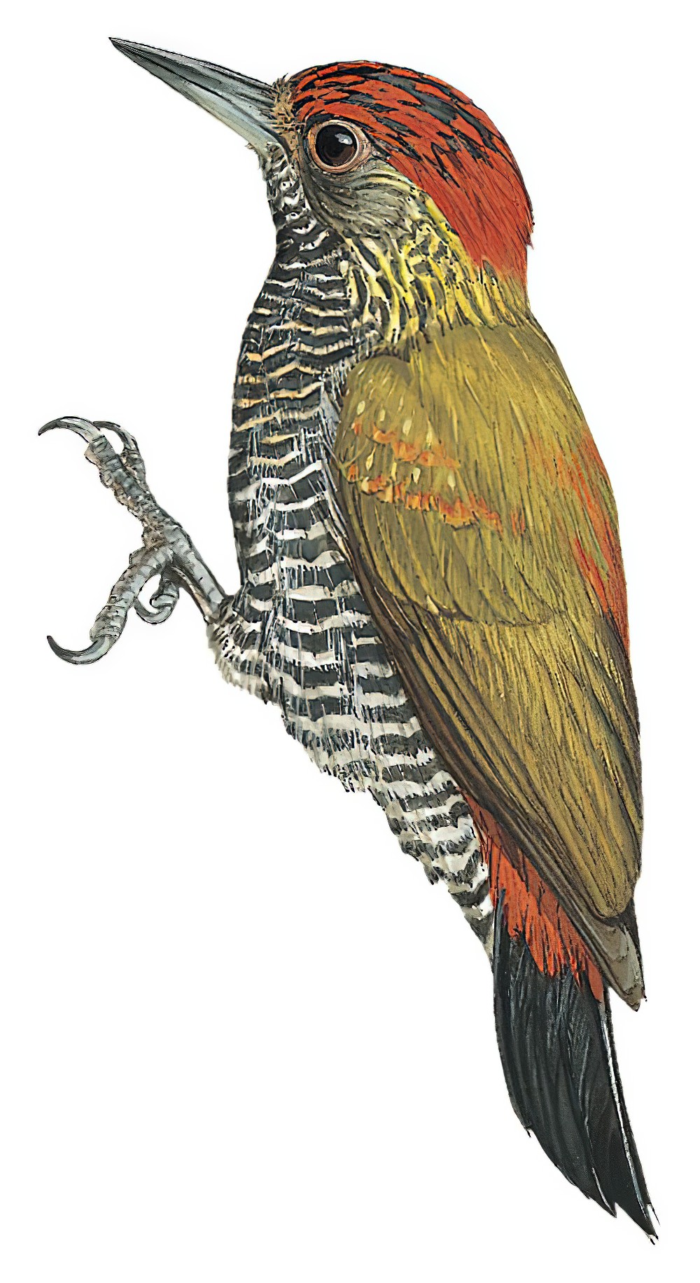 Red-rumped Woodpecker / Dryobates kirkii