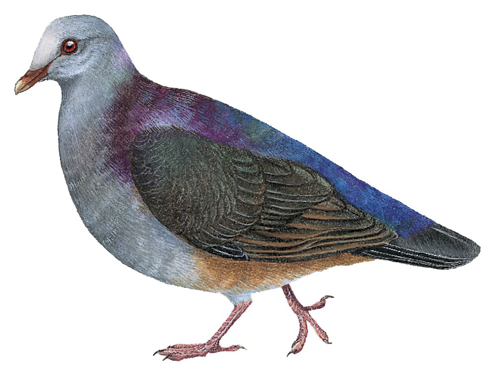 Gray-fronted Quail-Dove / Geotrygon caniceps