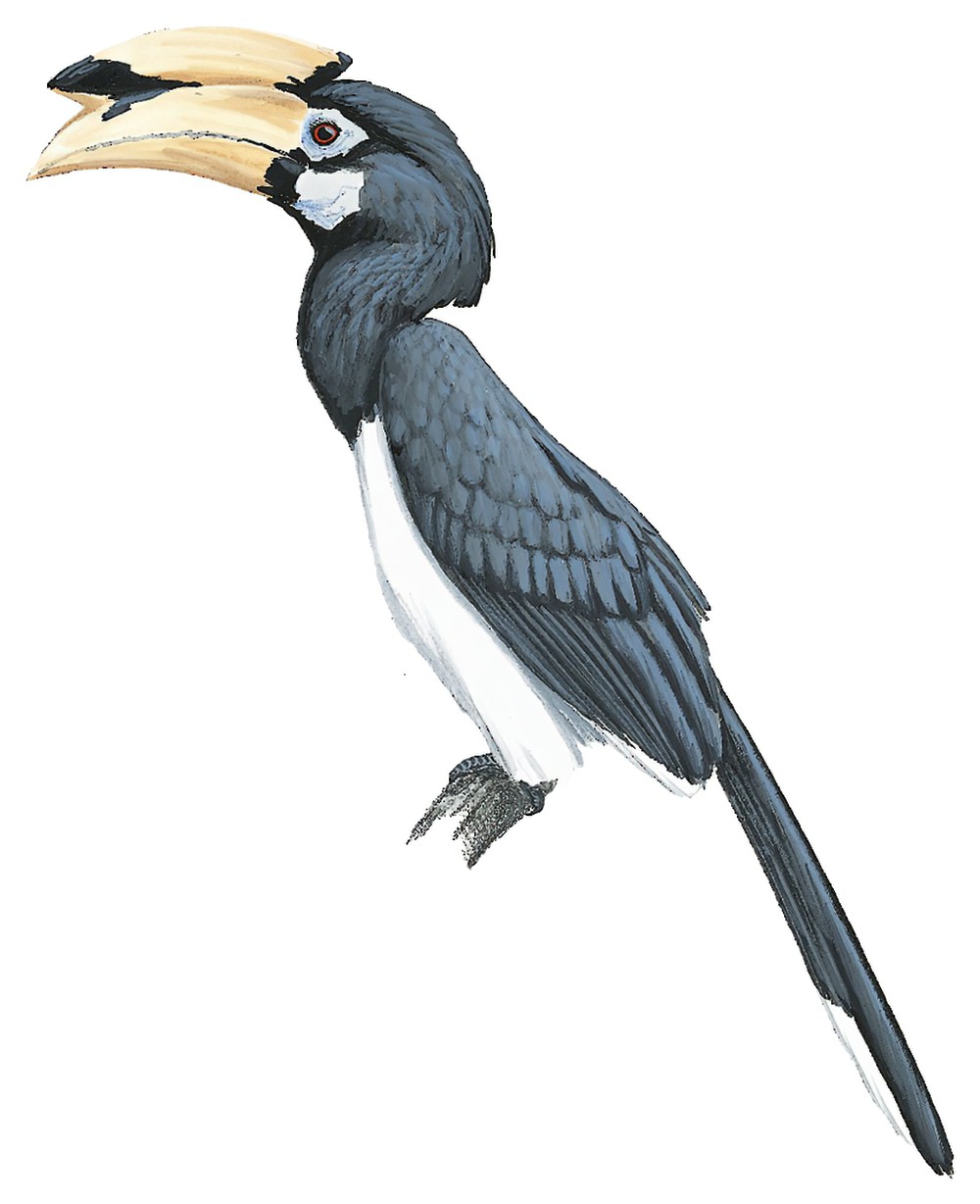Oriental Pied-Hornbill / Anthracoceros albirostris
