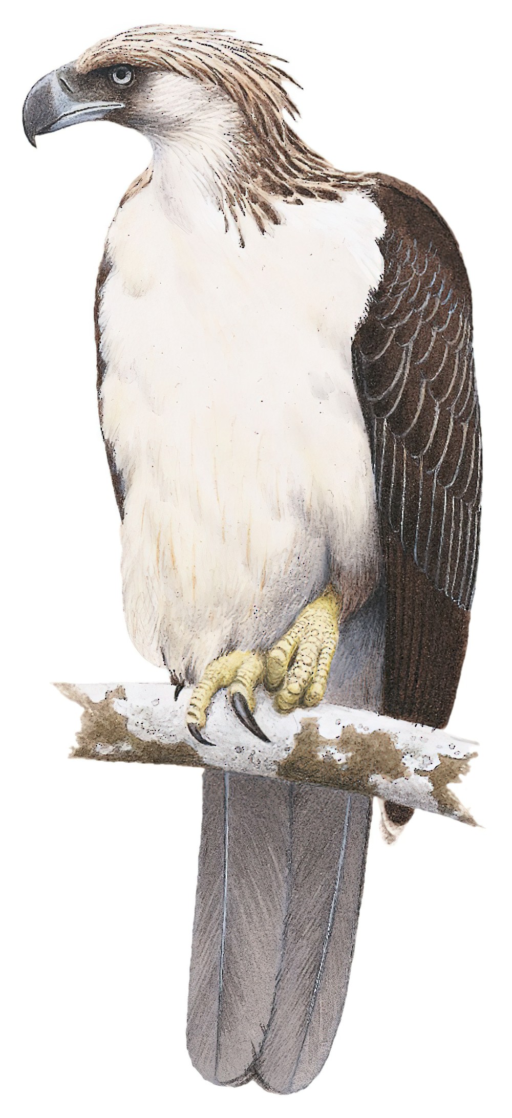 Philippine Eagle / Pithecophaga jefferyi