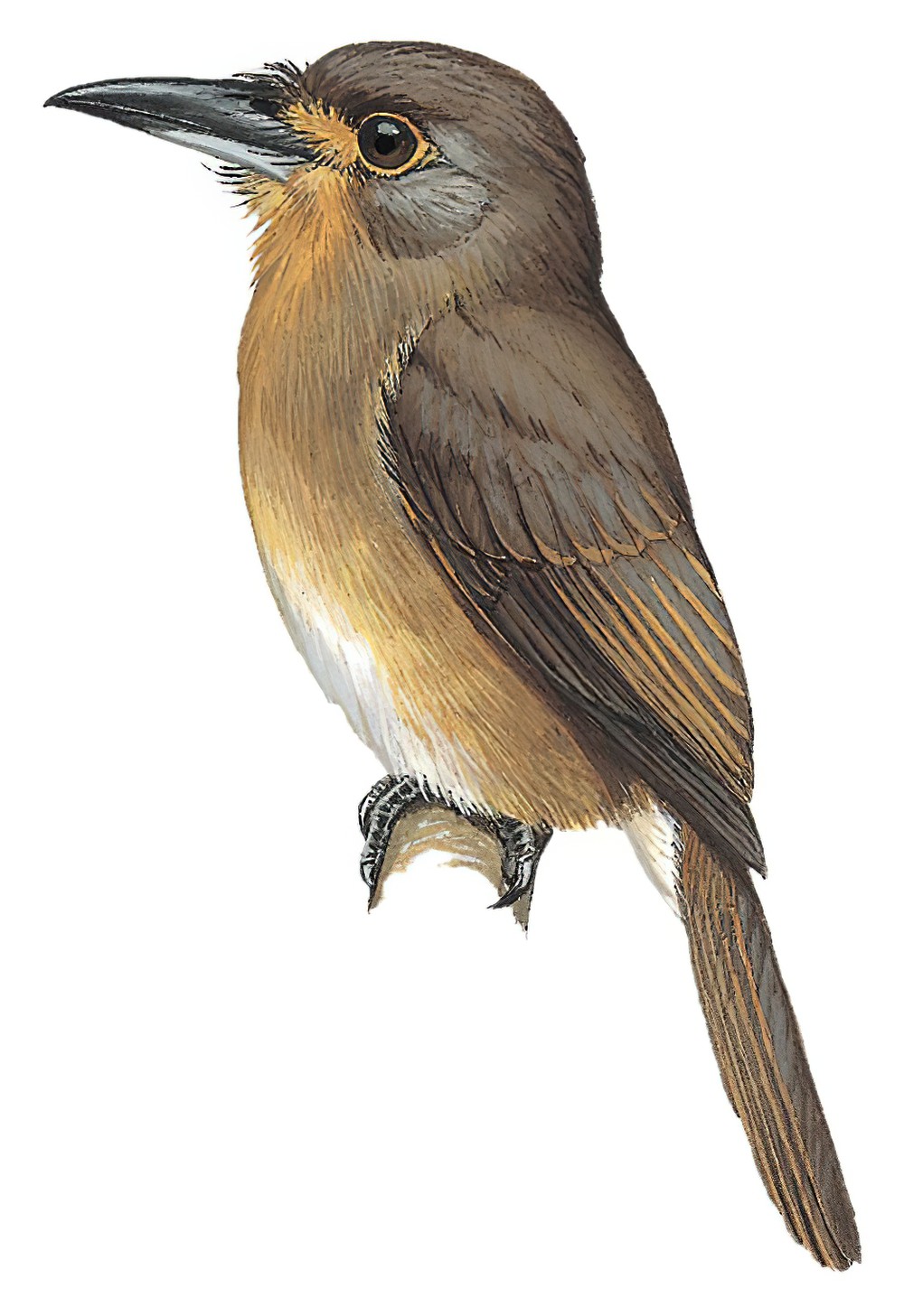Fulvous-chinned Nunlet / Nonnula sclateri