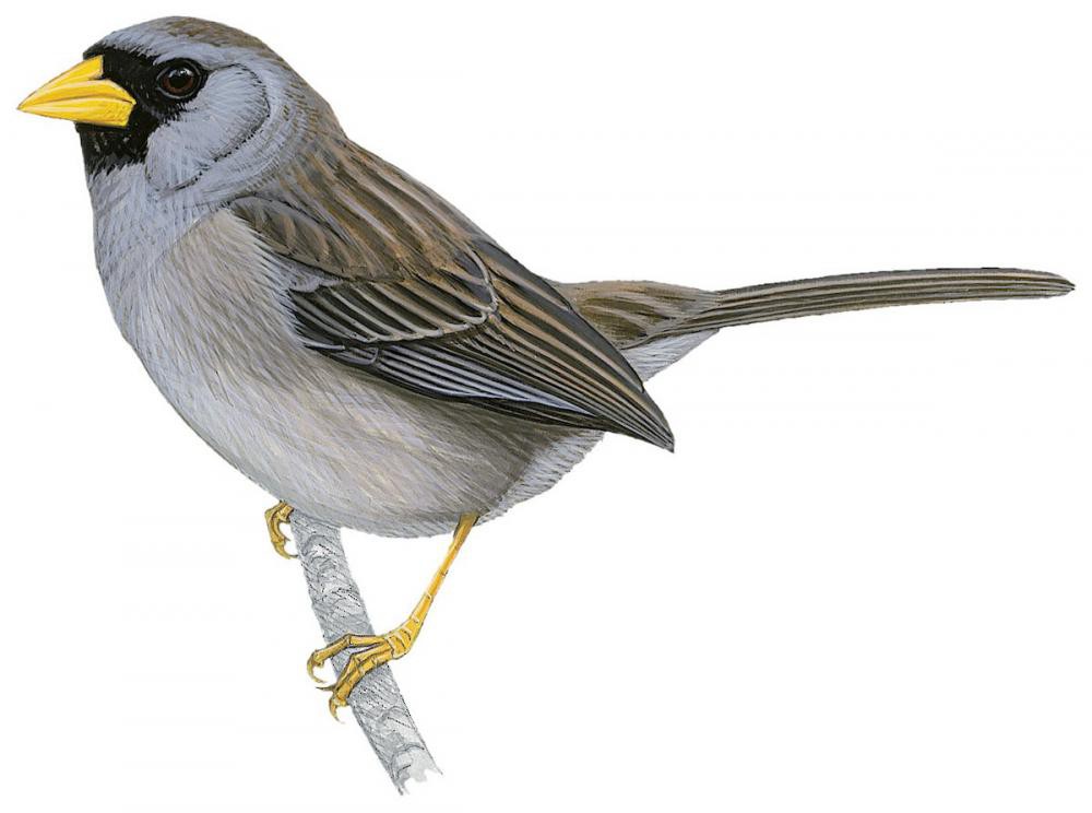 Gray-winged Inca-Finch / Incaspiza ortizi