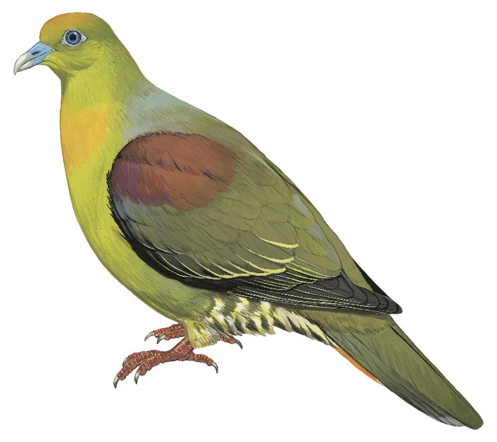 Wedge-tailed Green-Pigeon / Treron sphenurus