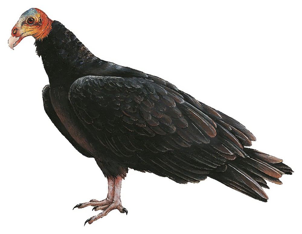 Lesser Yellow-headed Vulture / Cathartes burrovianus