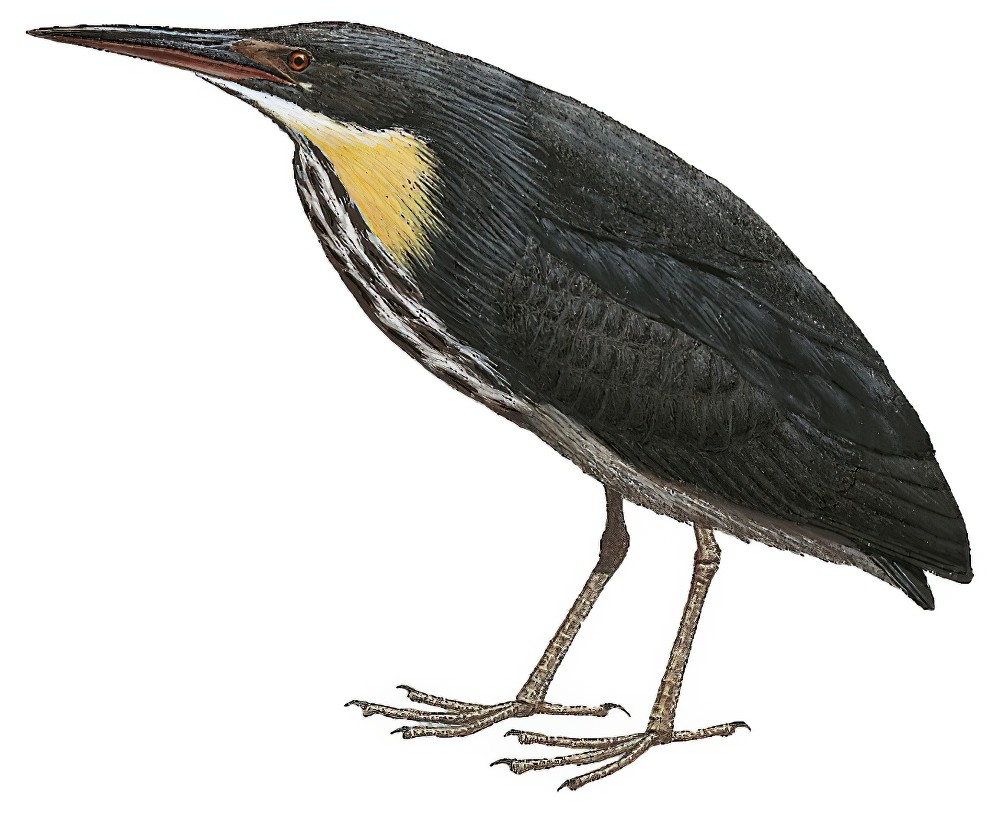 Black Bittern / Ixobrychus flavicollis