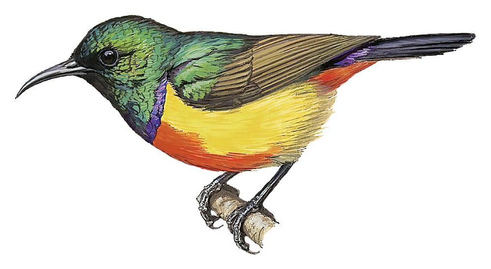 Regal Sunbird / Cinnyris regius
