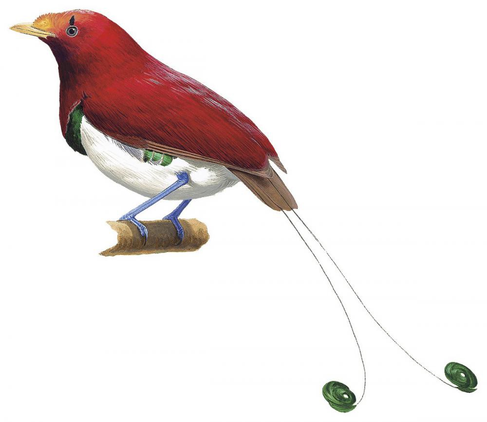 King Bird-of-Paradise / Cicinnurus regius