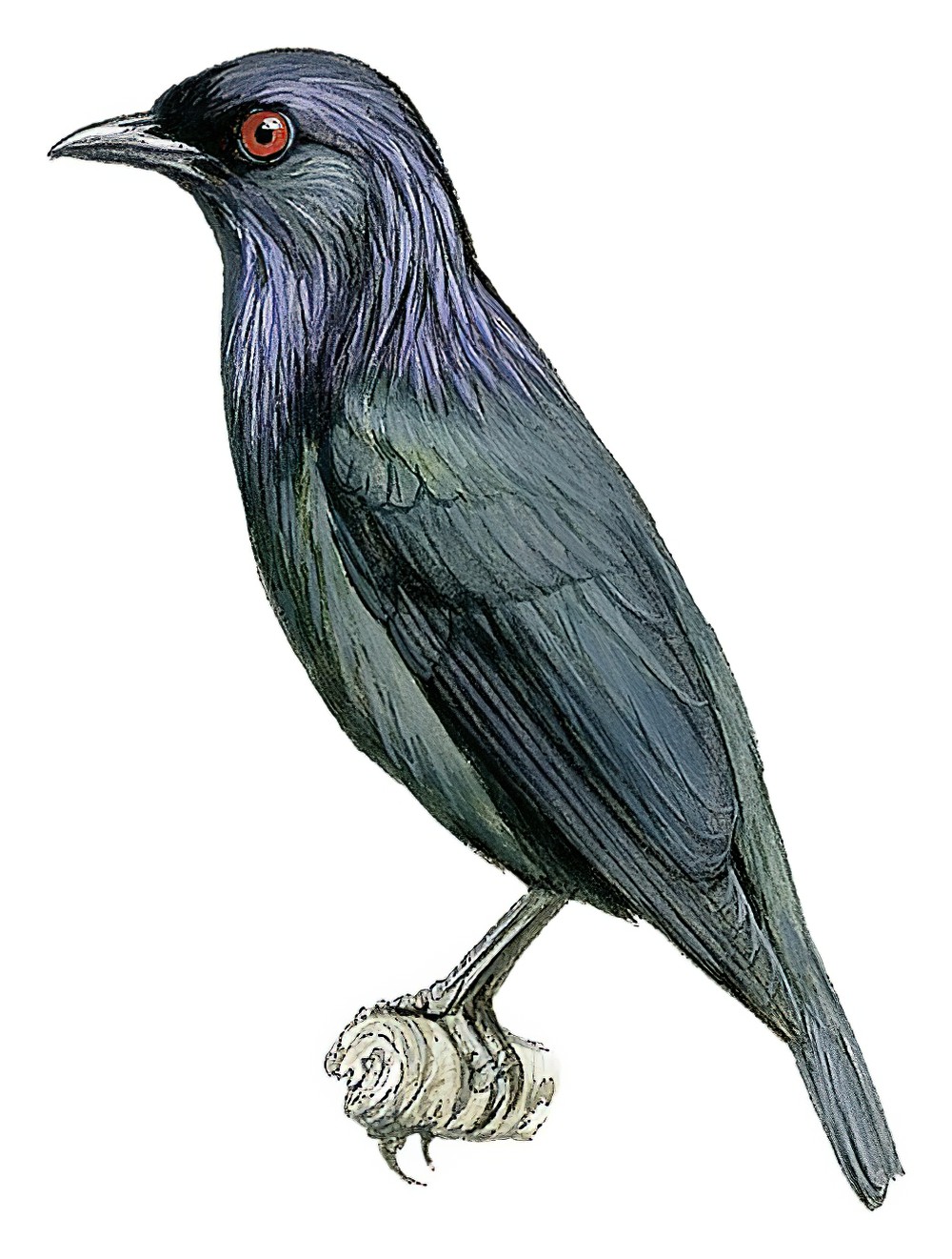 Short-tailed Starling / Aplonis minor