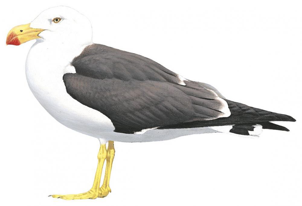Pacific Gull / Larus pacificus