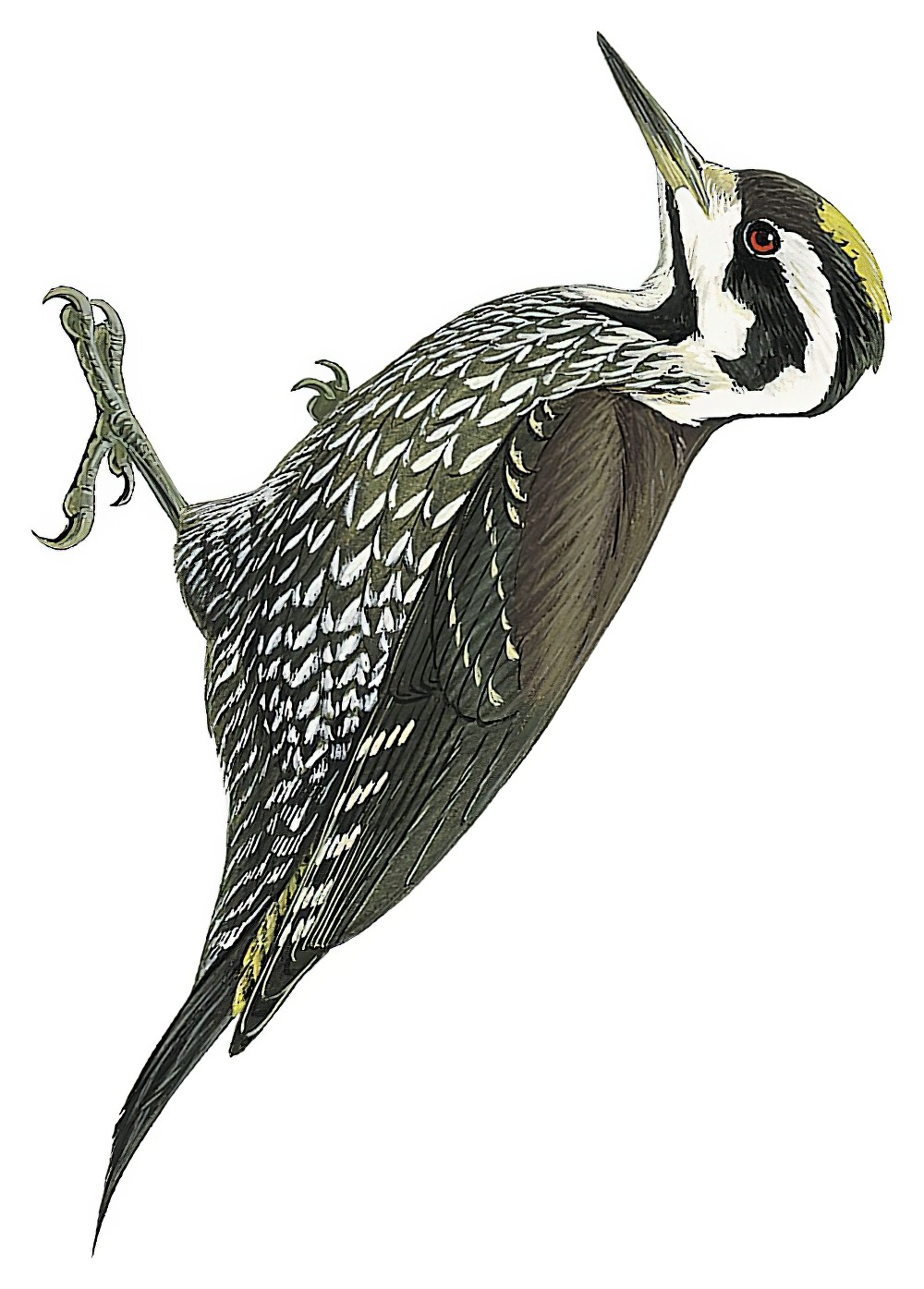 Golden-crowned Woodpecker / Chloropicus xantholophus